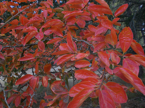 Japanese persimmon